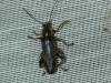 Osphya bipunctata